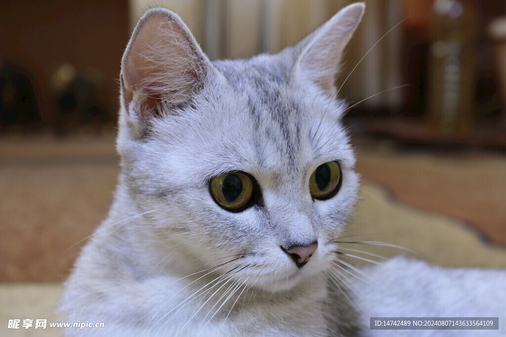 猫咪