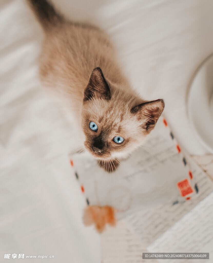 猫咪