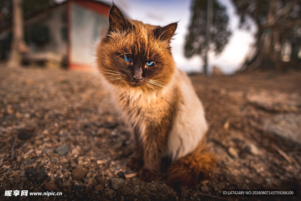 猫咪