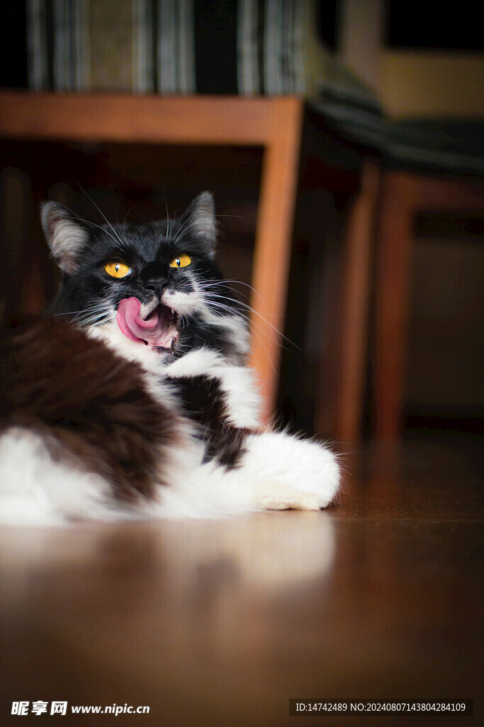 猫咪