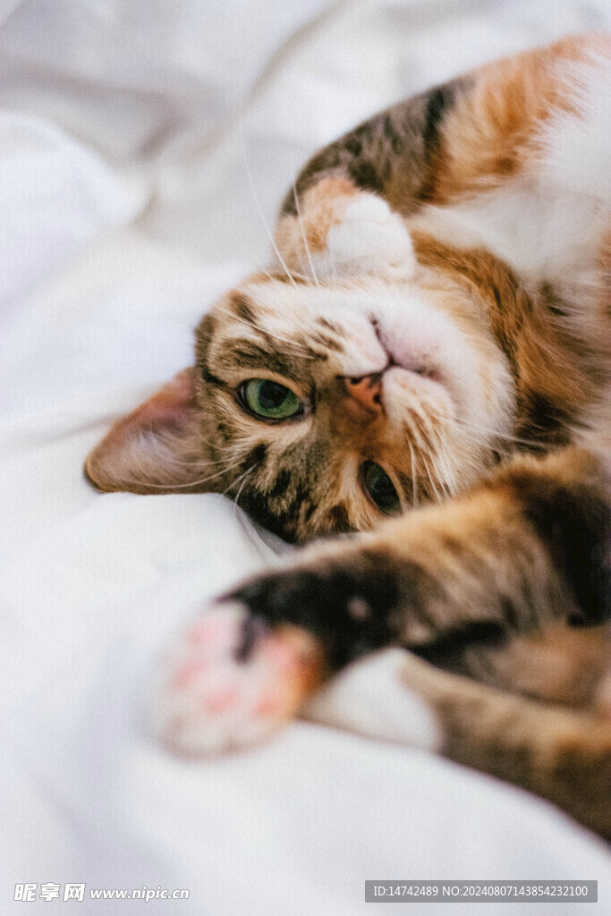 小猫咪