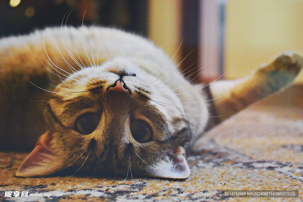 小猫咪