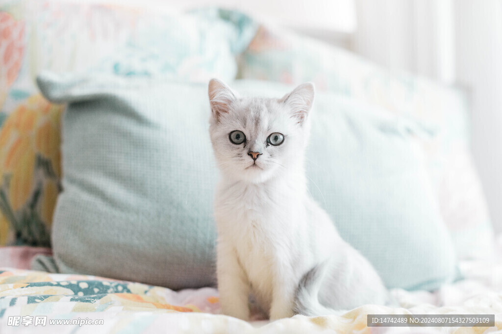 小猫咪