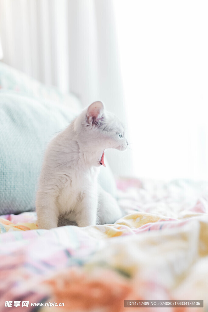 小猫咪