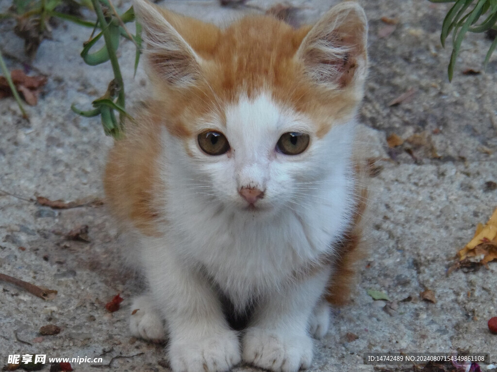 小猫咪
