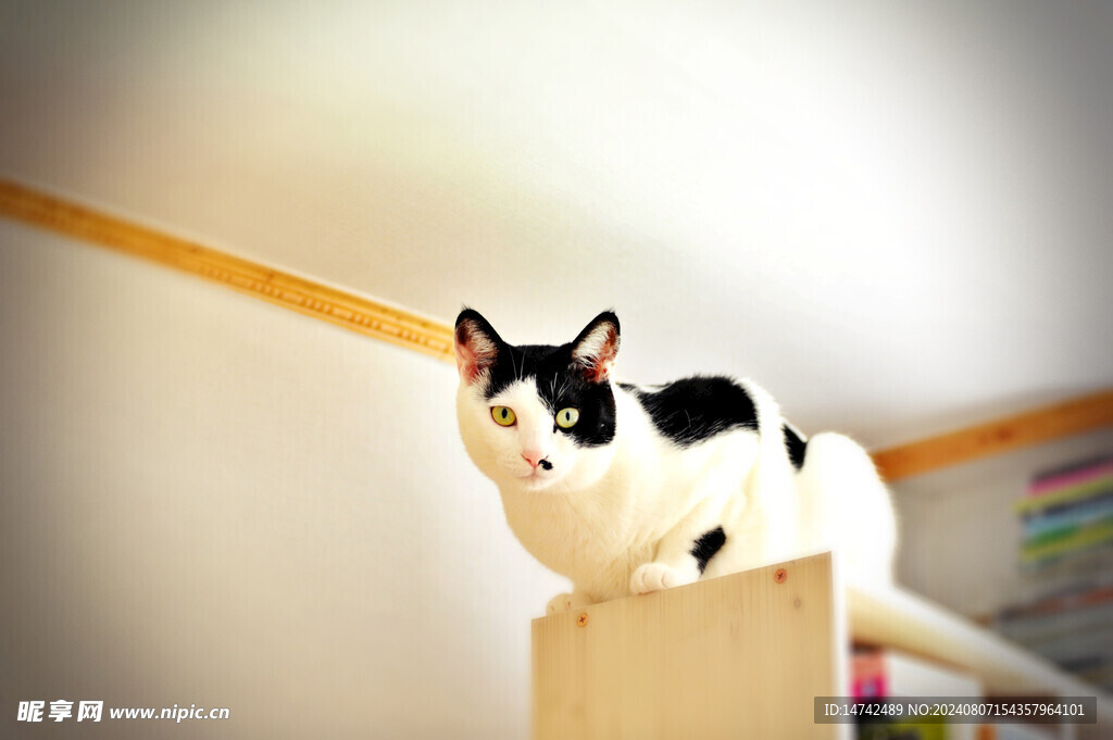 小猫咪