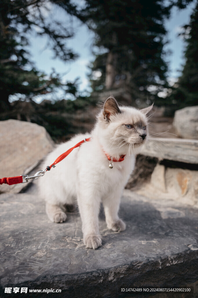 小猫咪