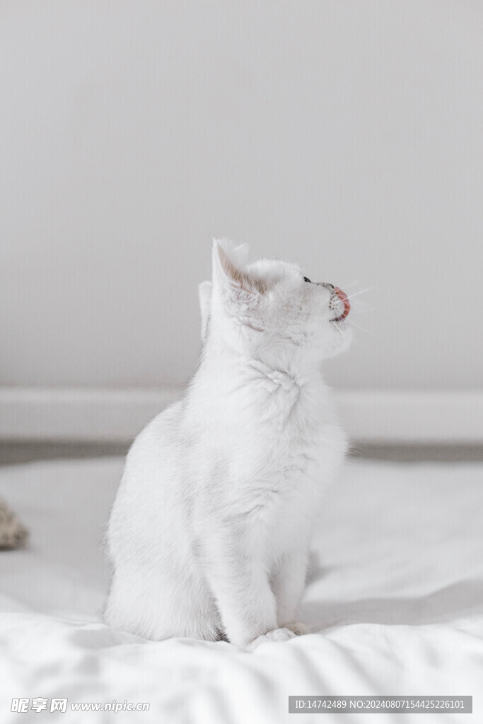 小猫咪