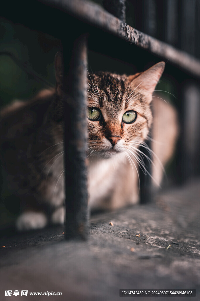 小猫咪