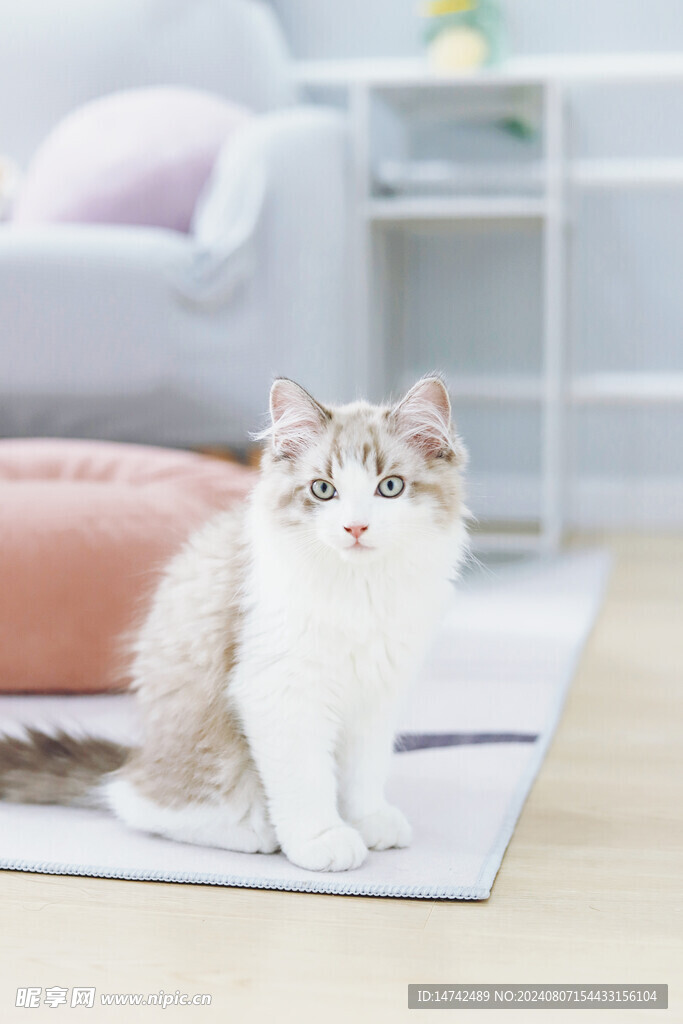 小猫咪