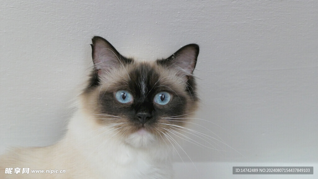 小猫咪