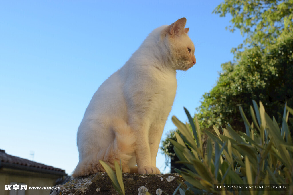 小猫咪