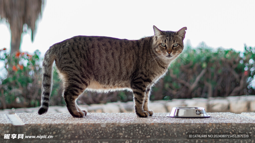 小猫咪