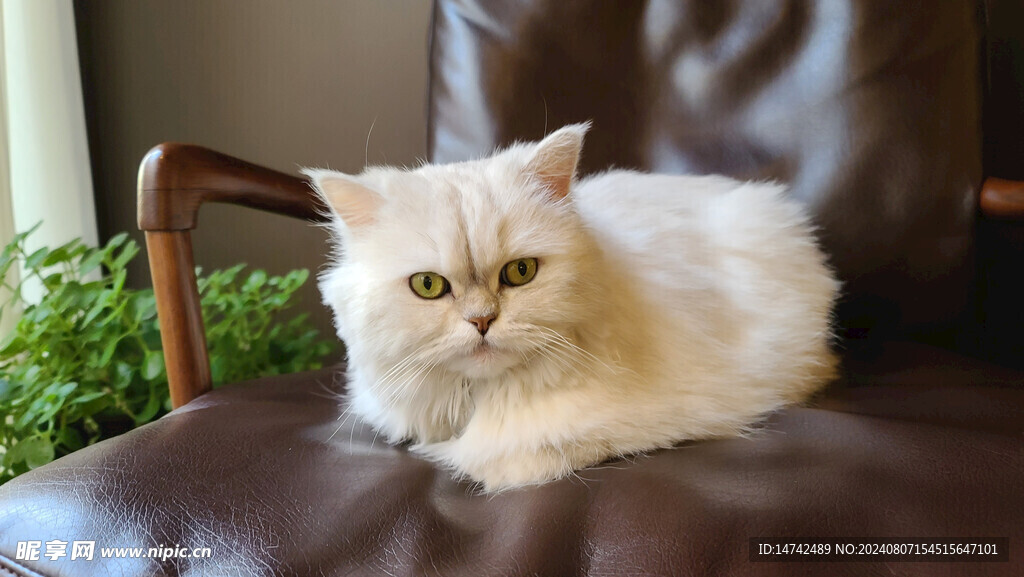 小猫咪