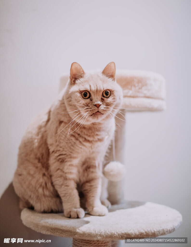 小猫咪