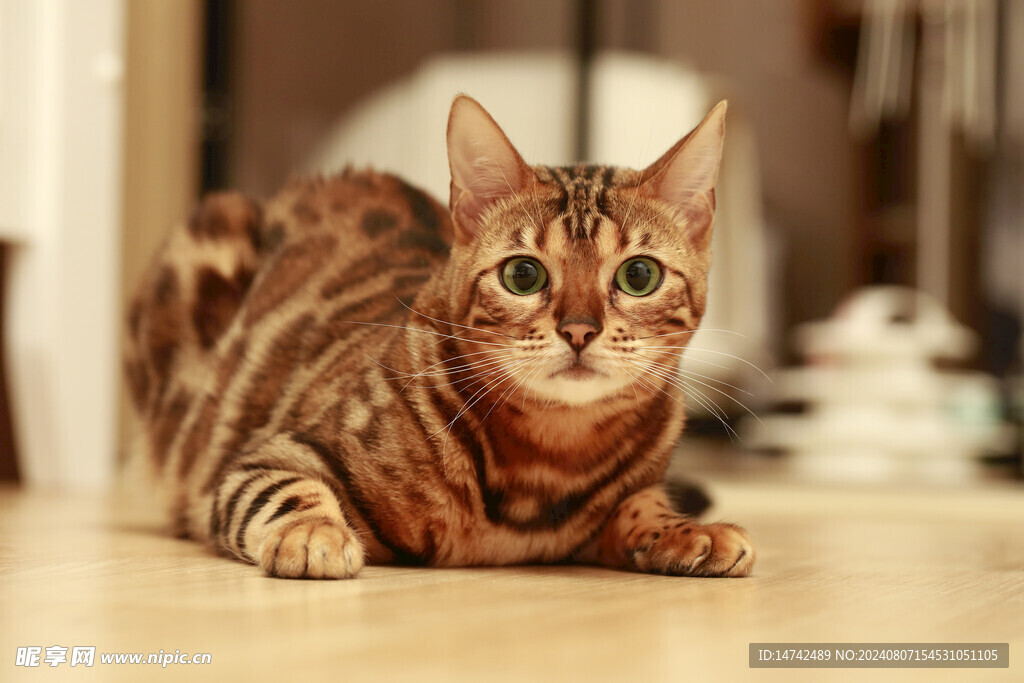 小猫