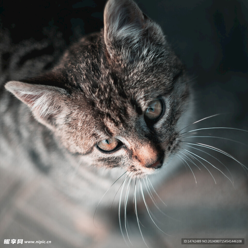 小猫咪