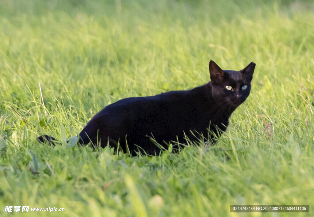 小猫咪