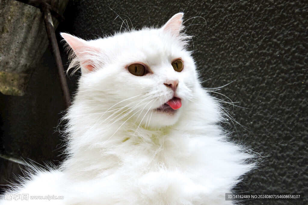 小猫咪
