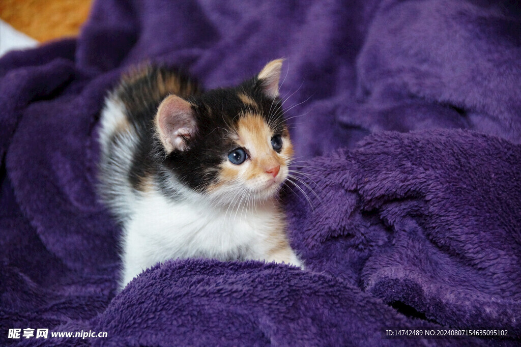 小猫咪