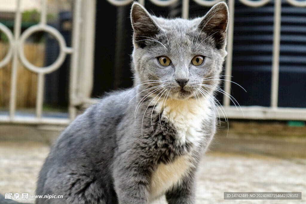小猫
