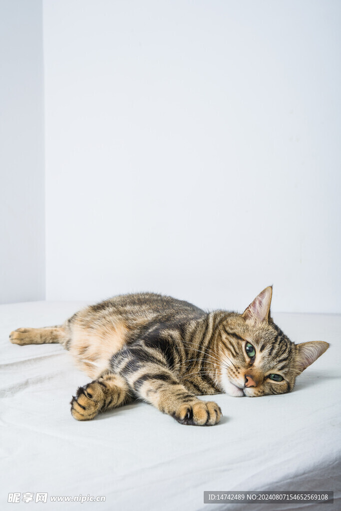 小猫