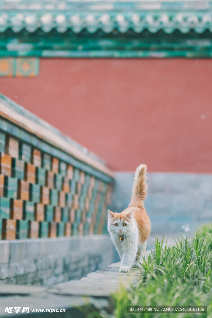 小猫