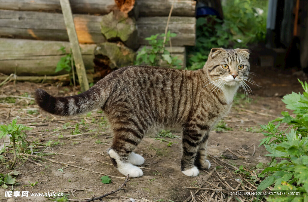 小猫