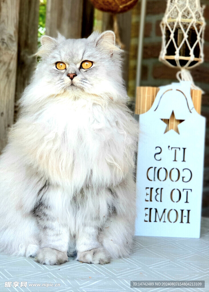 小猫咪