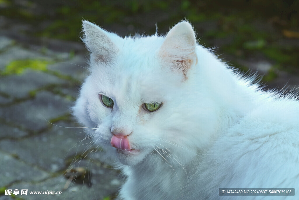 小猫咪