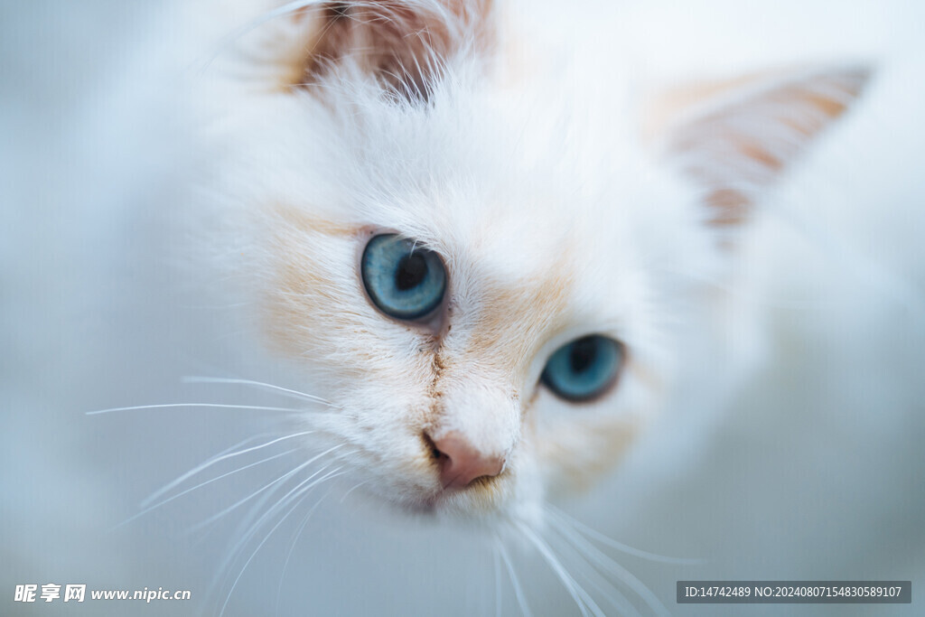 小猫咪