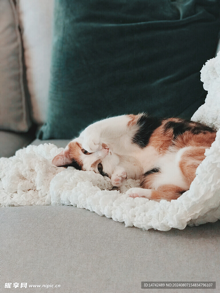 小猫咪