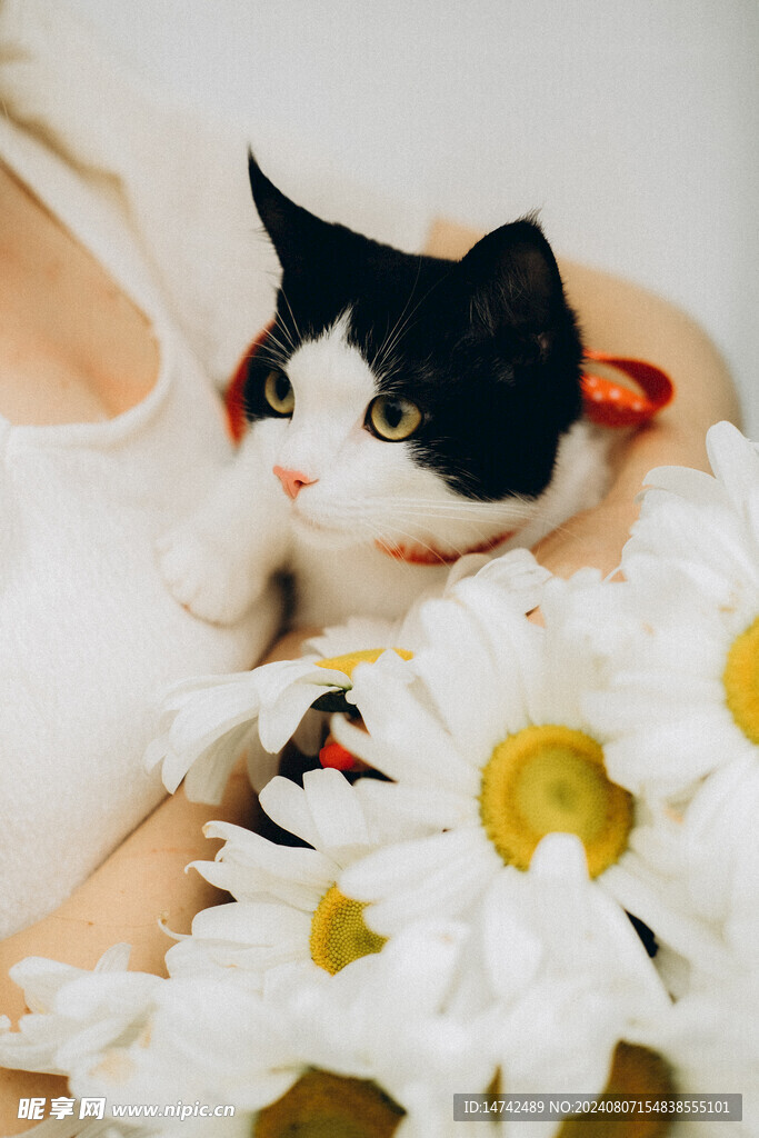 小猫咪
