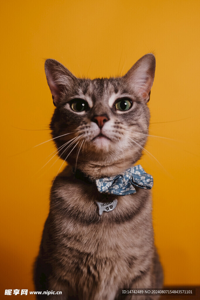 小猫咪
