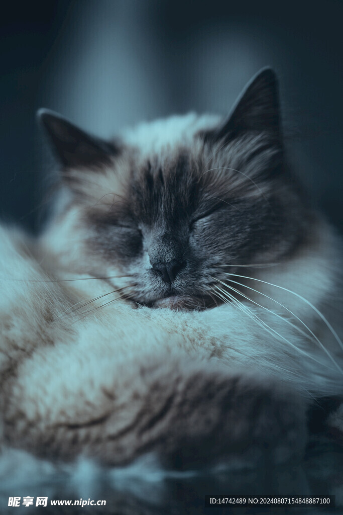小猫咪