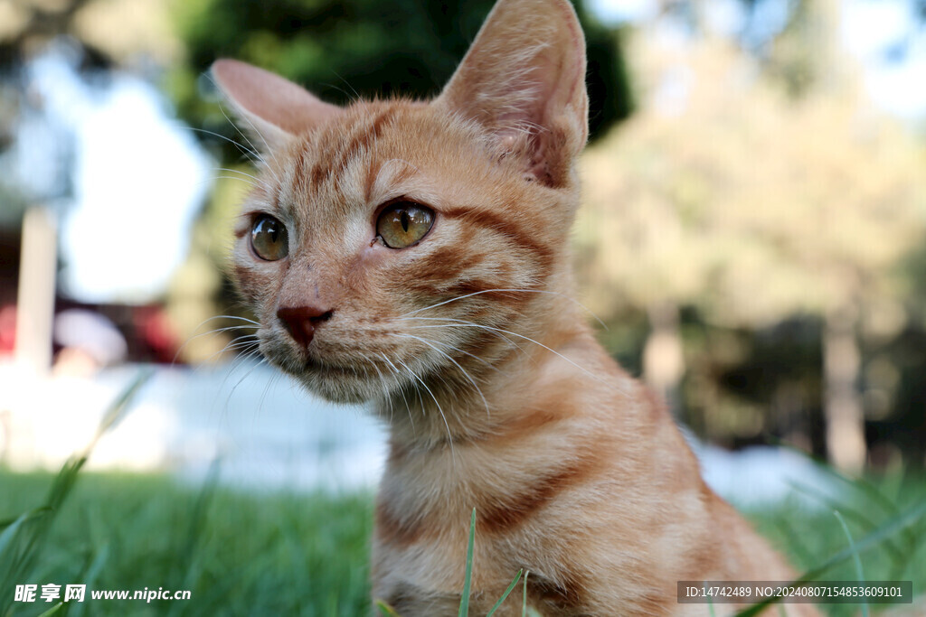 小猫咪