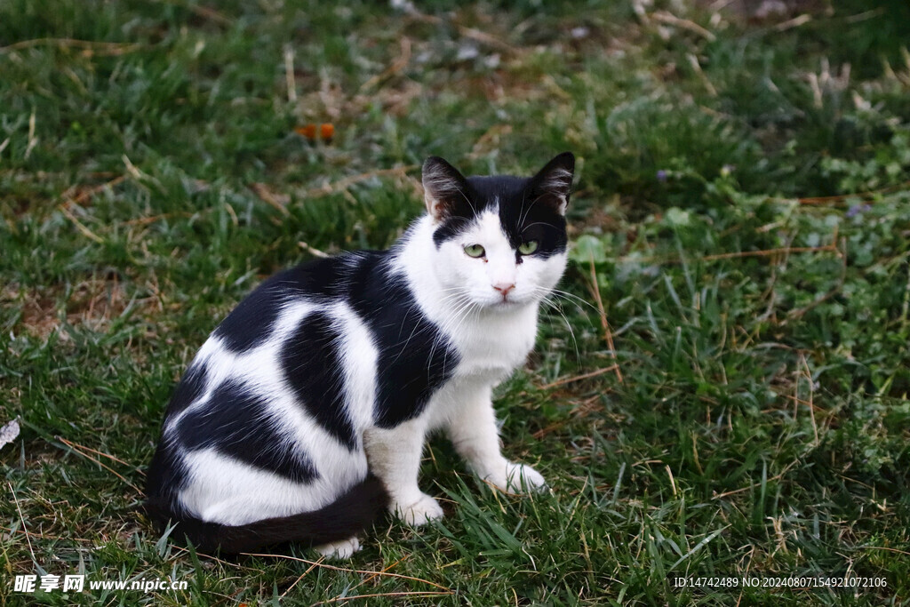 小猫咪