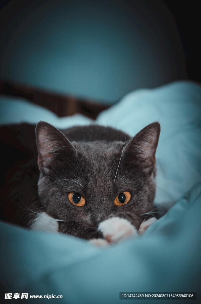 小黑猫