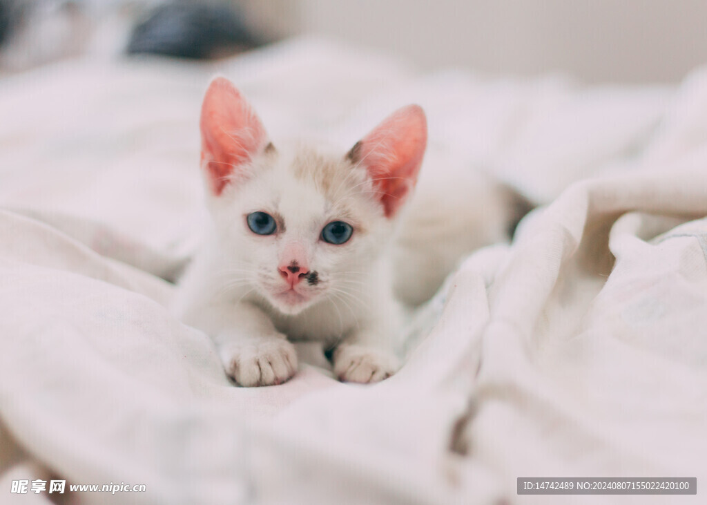 小猫咪