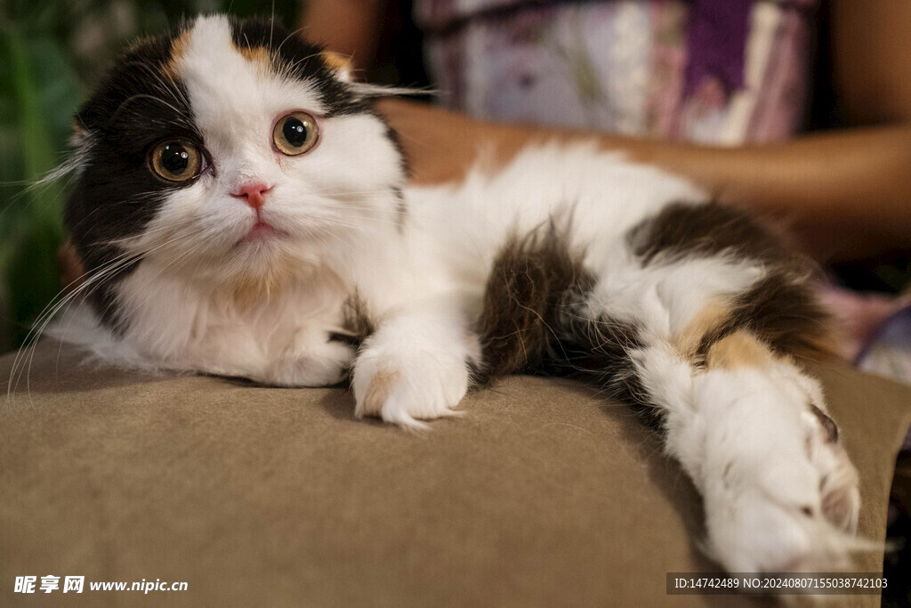 小猫咪