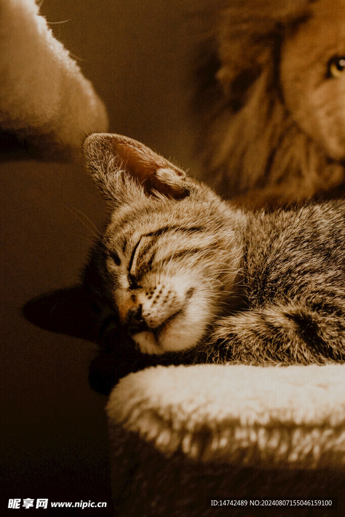 小猫咪