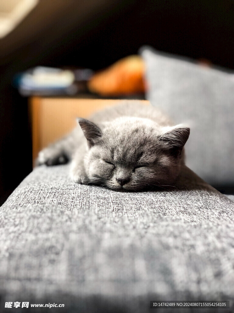 小猫咪