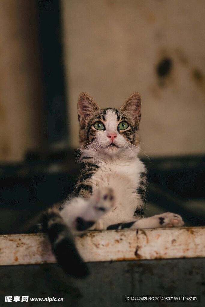 小猫咪