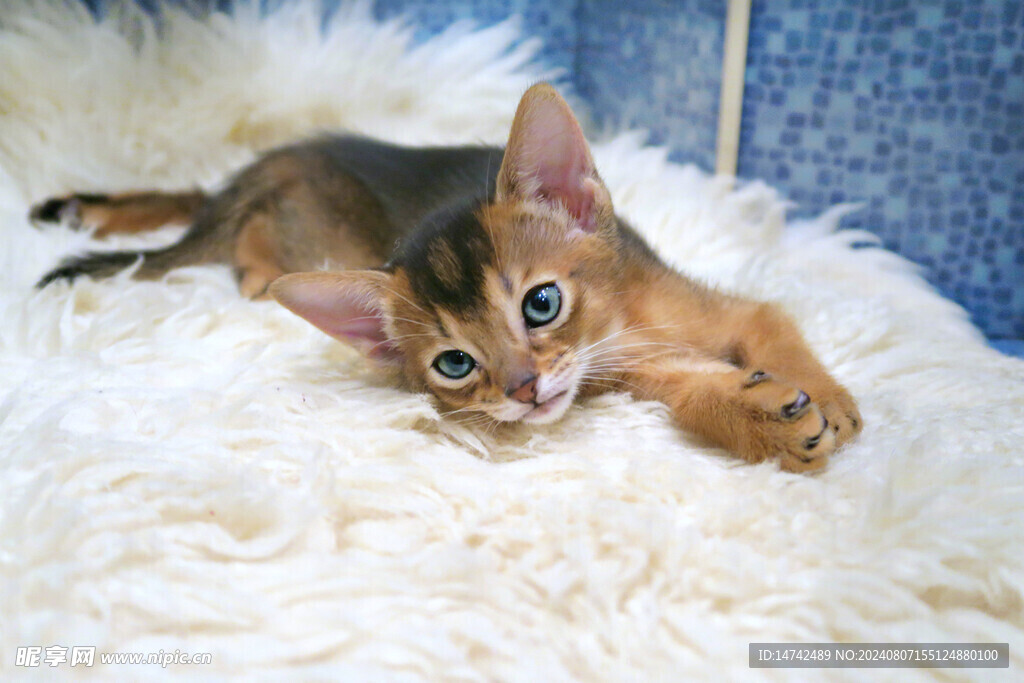 小猫咪