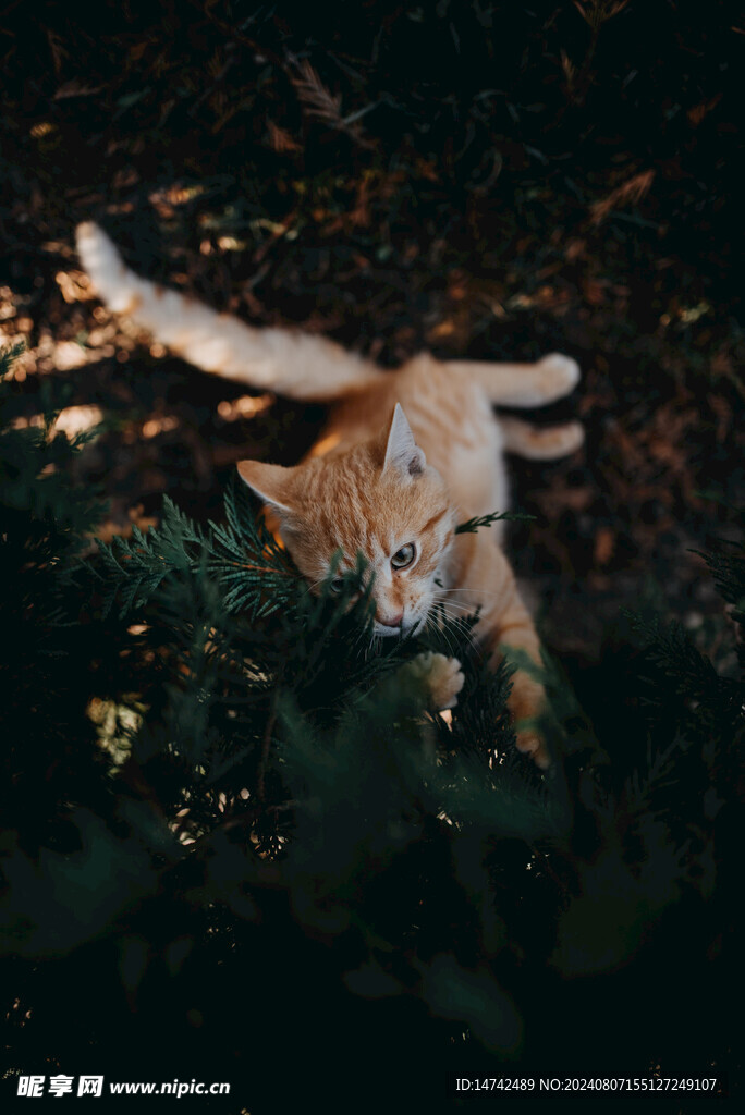 小猫咪