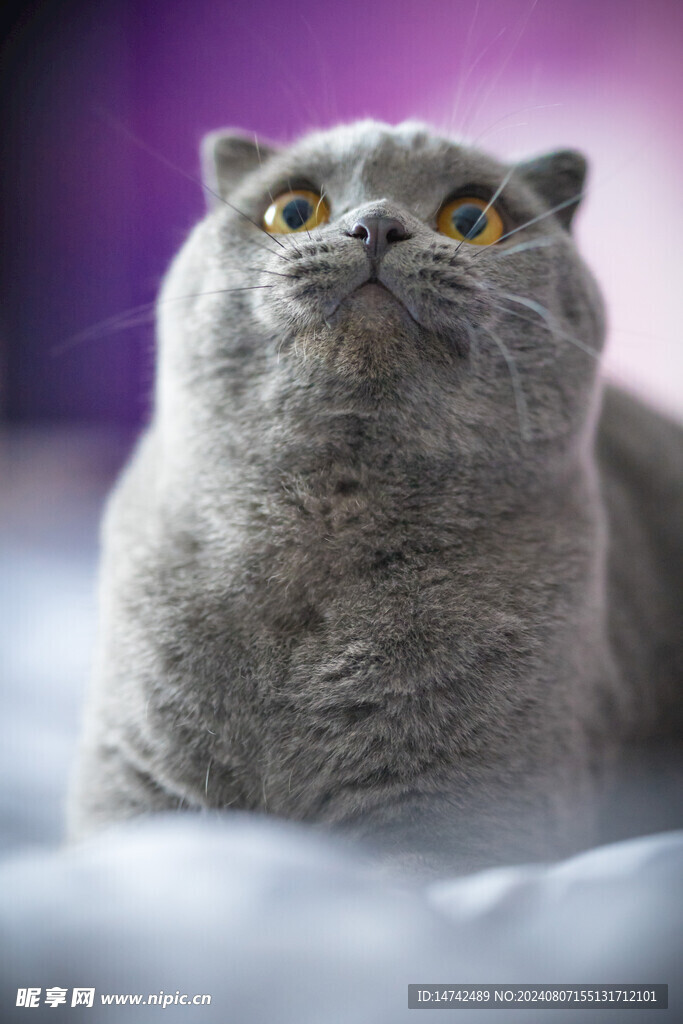 宠物猫