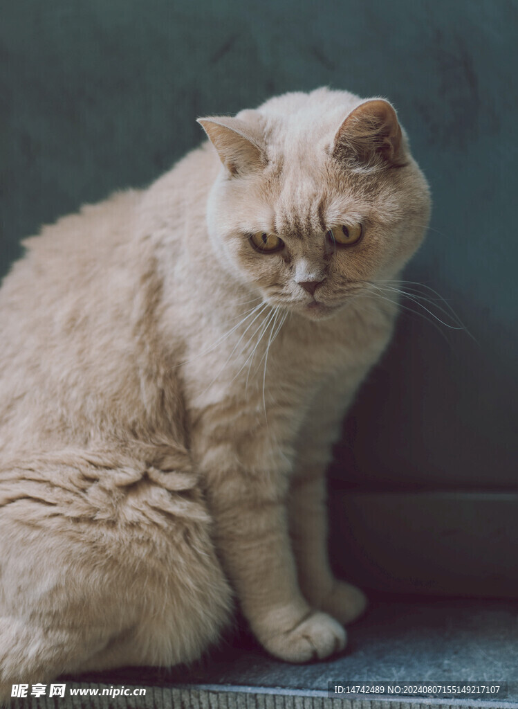 小猫咪