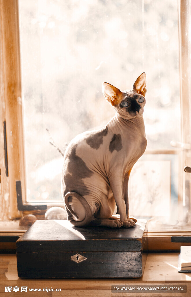 小猫咪
