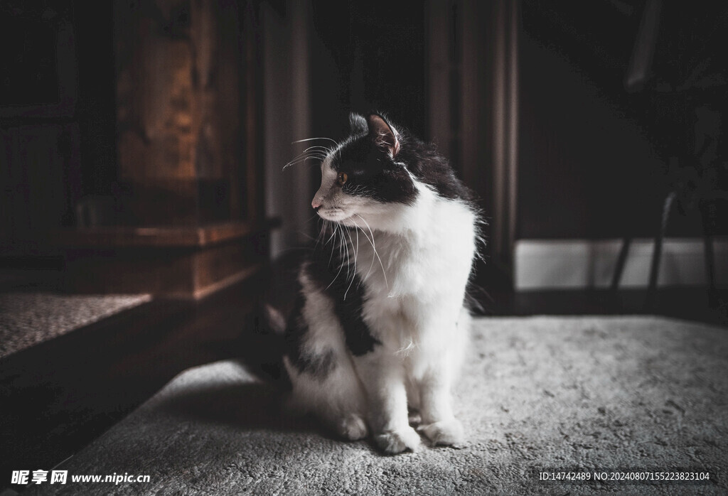 小猫咪