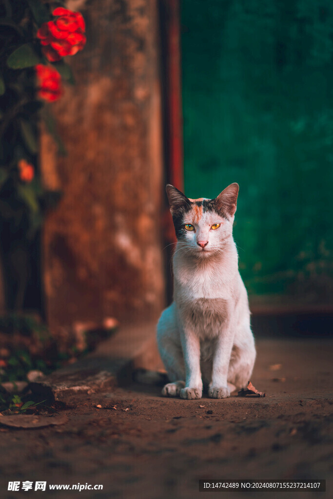 小猫咪
